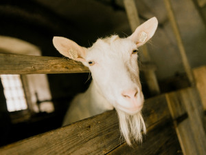 Objevte Vodní mlýn Hoslovice. Technický skvost jihočeského venkova