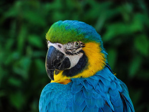 Táborská zoo postaví nový ptačí dům, v němž budou zimovat papoušci