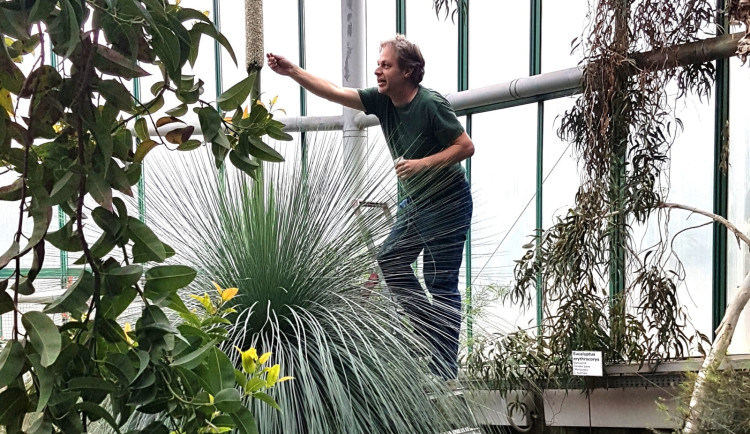 Opylení stoletého žlutokapu v liberecké botanické zahradě bylo úspěšné