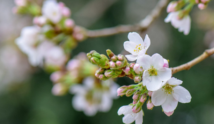 O letošní úrodě ovoce rozhodnou následující dva týdny, čekají se noční mrazy