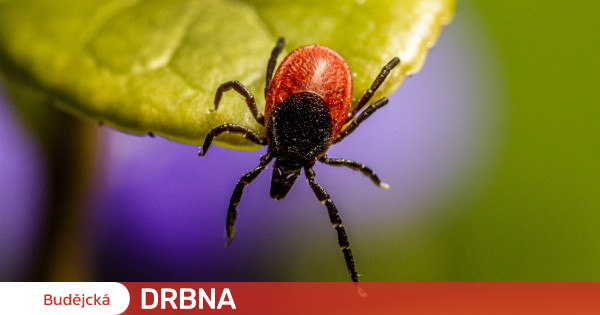 Health experts recorded 76 cases of Lyme disease in the South Bohemia Region this year Health |  News |  Budějská Drbna