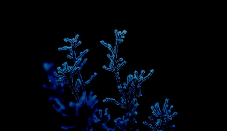 V části Česka bude v noci na čtvrtek mráz, který může poškodit kvetoucí stromy