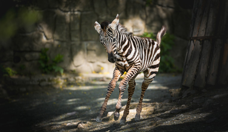 Počasí zhatilo plány na otevření Afrického a Lvího safari.ve Dvoře Králové