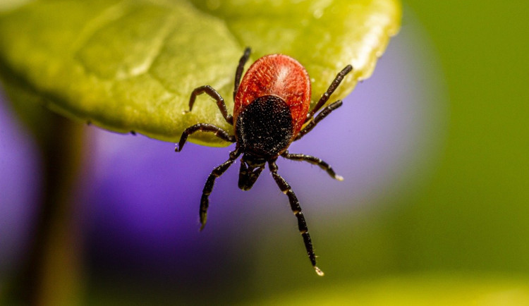 Jihočeští hygienici evidovali nejvíce případů lymeské boreliózy za poslední léta