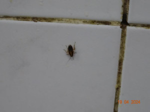 Špína a švábi všude. Inspekce zavřela indické bistro v Budějcích