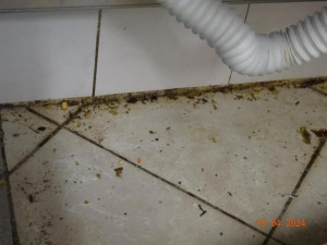 Špína a švábi všude. Inspekce zavřela indické bistro v Budějcích