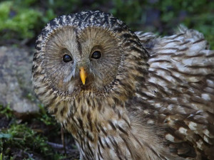 Národní park Šumava otevře soví voliéry v Borových Ladách kvůli počasí až 14. května
