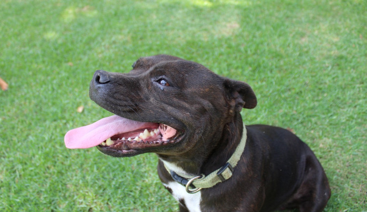 Dvojice, která nechala v horku psa v autě a ten uhynul, dostala podmínku