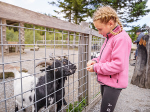 Království lesa na Lipně zahajuje denní provoz a bude to velká sláva. Buďte u toho