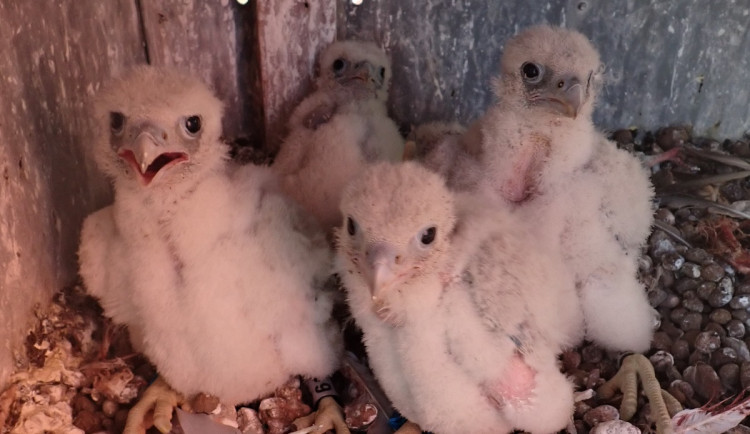 Sokolí pár na vráteckém komíně vychovává čtyři mláďata