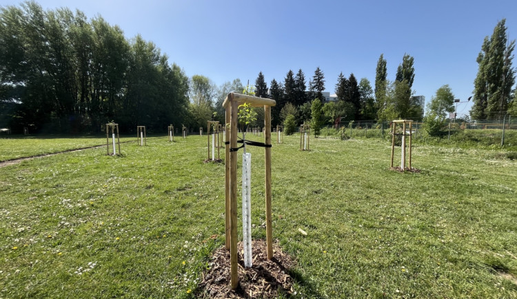 V Českých Budějovicích vznikl první městský sad.