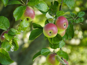 V Česku se letos kvůli mrazům sklidí o více než 100 tisíc tun méně ovoce