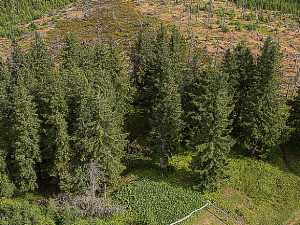 Národní park Šumava zavedl kvůli bezpečnosti nové opatření proti bezohledným návštěvníkům