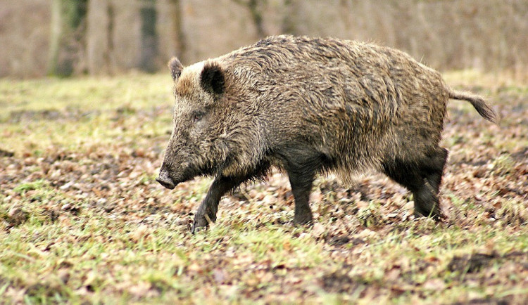 Na Fojtce ulovili morem nakaženého divočáka. Dojde k rozšíření ochranného pásma