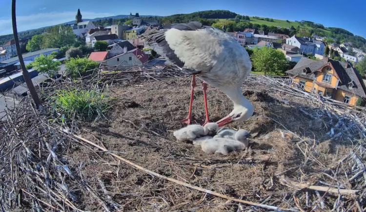 Frýdlant čeká na narození pátého mláděte čápa. V hnízdech v kraji už je rušno