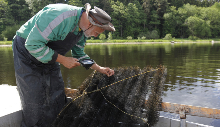 Vědci na lipenské přehradě letos sledují nezvyklý jev při rozmnožování candátů