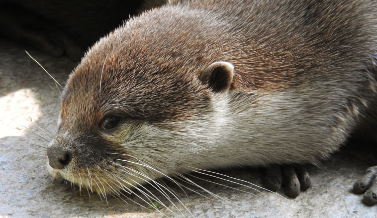 size3-otter-7427340_1280