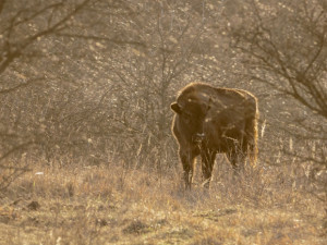 Táborská zoologická zahrada převeze své dva zubry do srbské rezervace