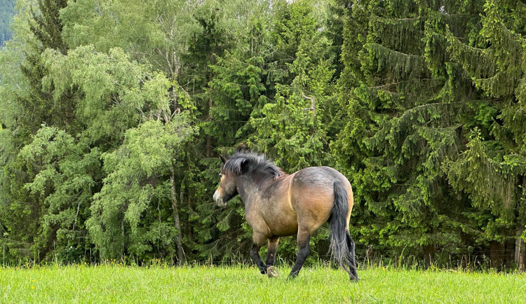 Novohradské hory přivítaly dvojici divokých koní, rezervace pomůže místnímu ekosystému