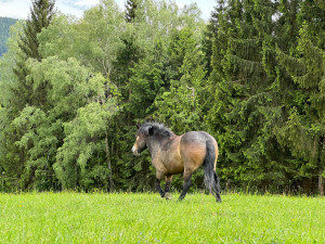 Novohradské hory přivítaly dvojici divokých koní, rezervace pomůže místnímu ekosystému