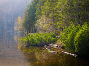 Běhej lesy Železná Ruda: Premiérové lesní běžecké dobrodružství v CHKO Šumava