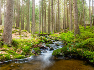 Běhej lesy Železná Ruda: Premiérové lesní běžecké dobrodružství v CHKO Šumava
