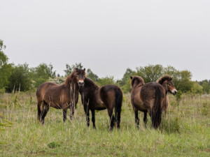 Robot na poli, děti pečující o přírodu. Soutěž E.ON Energy Globe o nejlepší ekologické projekt má šest finalistů