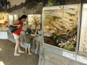 Akce Zachraň karase se koná v Jihočeské zoologické zahradě Hluboká nad Vltavou