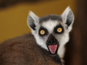 Akce Zachraň karase se koná v Jihočeské zoologické zahradě Hluboká nad Vltavou