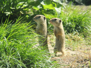 Akce Zachraň karase se koná v Jihočeské zoologické zahradě Hluboká nad Vltavou