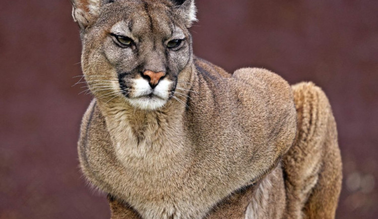 Táborská zoo pomohla najít nový domov pro pumu ze zrušeného chovu