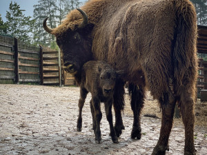 V táborské zoo se narodila dvě mláďata zubra evropského