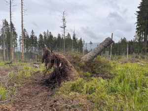 K samovolné obnově lesů na Šumavě pomáhá tlející dřevo, zadržuje vodu a poskytuje útočiště vzácným broukům