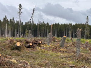 K samovolné obnově lesů na Šumavě pomáhá tlející dřevo, zadržuje vodu a poskytuje útočiště vzácným broukům