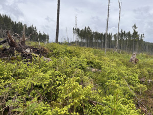 K samovolné obnově lesů na Šumavě pomáhá tlející dřevo, zadržuje vodu a poskytuje útočiště vzácným broukům