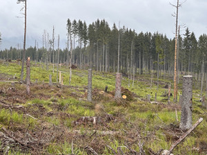 K samovolné obnově lesů na Šumavě pomáhá tlející dřevo, zadržuje vodu a poskytuje útočiště vzácným broukům