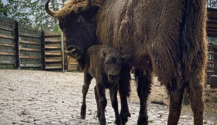 V táborské zoo se narodila dvě mláďata zubra evropského