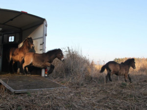 Stádo divokých koní v Novohradských horách je kompletní. Ochránci dovezli z Milovic zbývající klisny