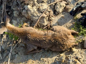 Srnčí mládě uvázlo v jámě po kopáčích vltavínů, ven se dostalo až s pomocí policistů