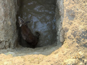 Srnčí mládě uvázlo v jámě po kopáčích vltavínů, ven se dostalo až s pomocí policistů