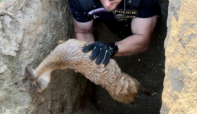 Srnčí mládě uvázlo v jámě po kopáčích vltavínů, ven se dostalo až s pomocí policistů