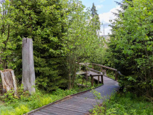 Národní park Šumava kácí tlející dřevo u turistických tras, jednu uzavřel