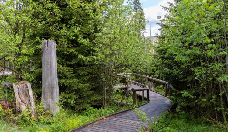 Národní park Šumava kácí tlející dřevo u turistických tras, jednu uzavřel