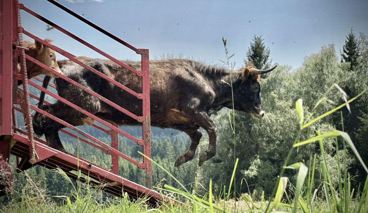 V Novohradských horách přibyly dvě samice pratura, Češi se na ně složili za den