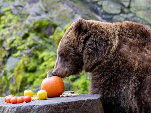 Památkáři zvažují, že zruší chov medvědů na krumlovském zámku, kastelán i vedení města nesouhlasí