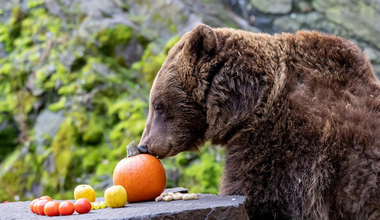 Památkáři zvažují, že zruší chov medvědů na krumlovském zámku, kastelem i vedení města jsou silně proti