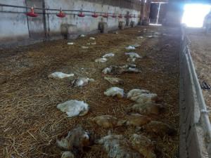 Jihočeští kriminalisté obvinili muže z týrání kachen. Stovky zvířat nechal žít ve vlastním trusu bez jídla a vody