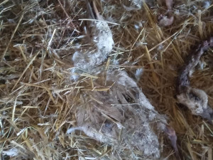 Jihočeští kriminalisté obvinili muže z týrání kachen. Stovky zvířat nechal žít ve vlastním trusu bez jídla a vody