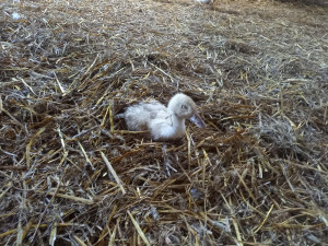 Jihočeští kriminalisté obvinili muže z týrání kachen. Stovky zvířat nechal žít ve vlastním trusu bez jídla a vody