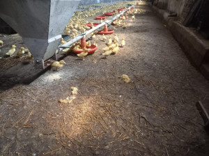 Jihočeští kriminalisté obvinili muže z týrání kachen. Stovky zvířat nechal žít ve vlastním trusu bez jídla a vody